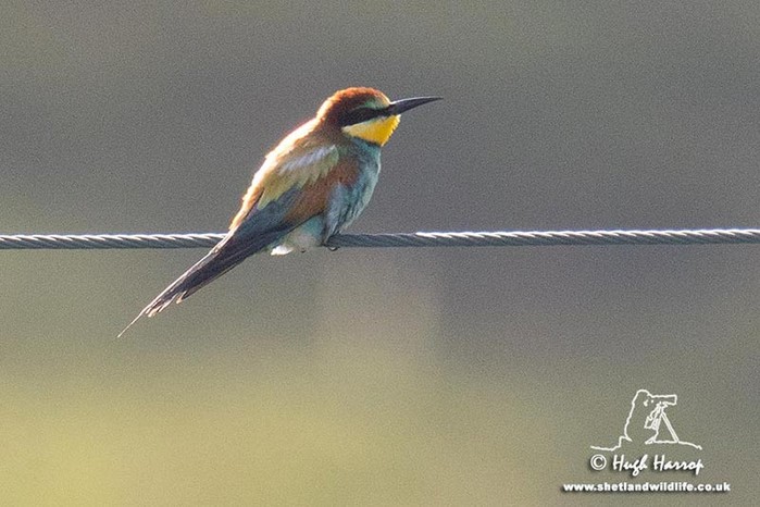 Bee-eater