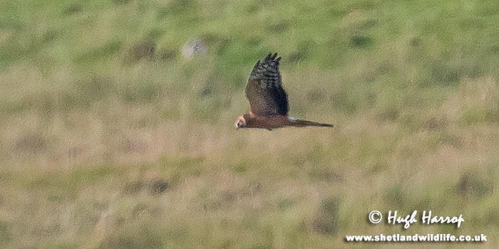 Pallid Harrier