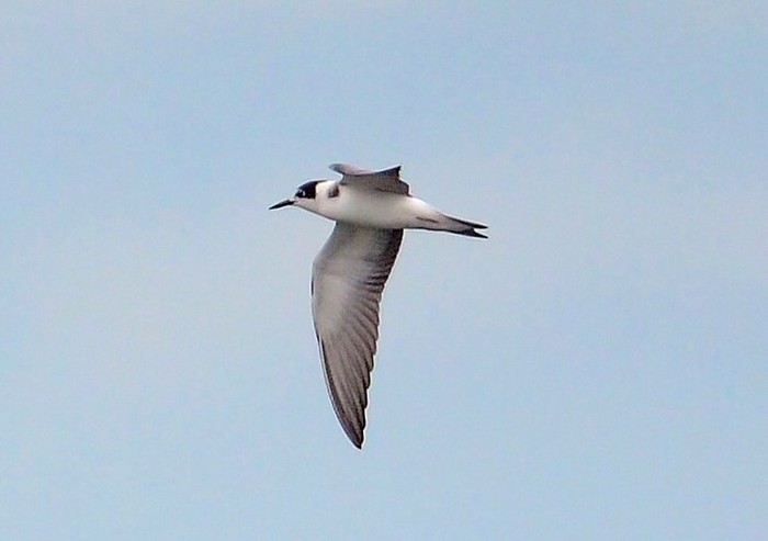 Black Tern