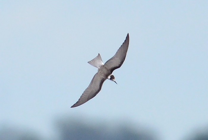 Black Tern