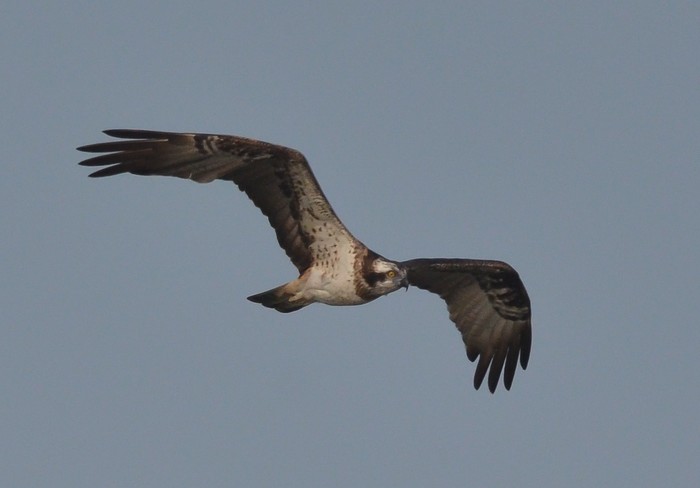 Osprey