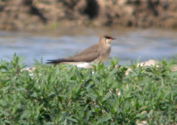 Black-winged Pratincole