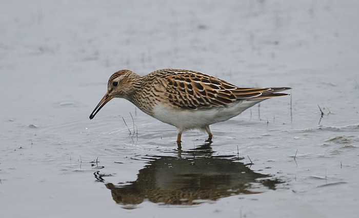 Pectoral Sandpiper