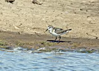 Little Stint