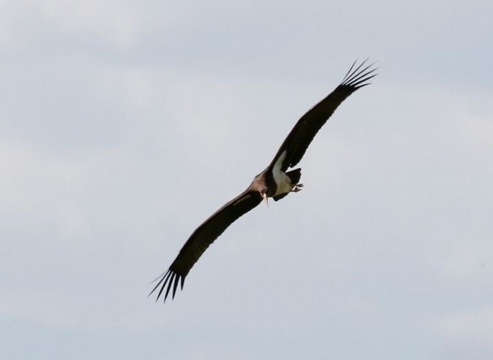 Black Stork