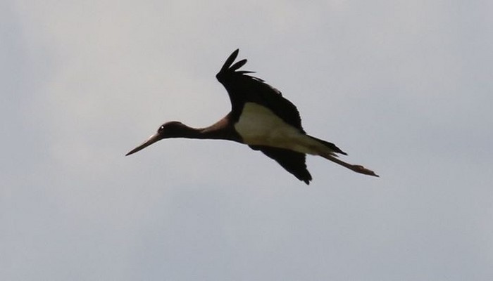 Black Stork