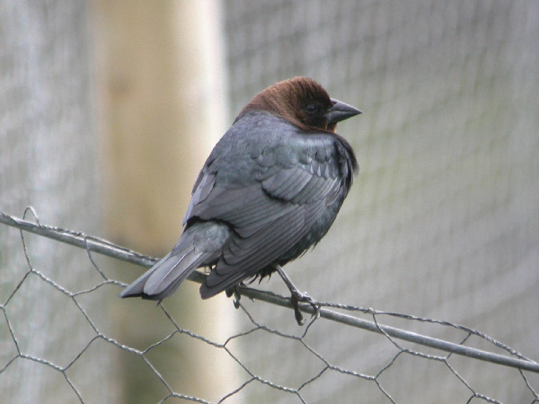 Brown-headed Cowbird