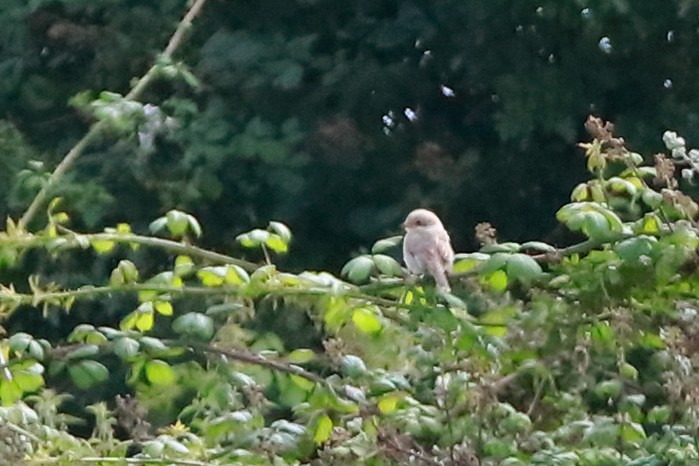 Woodchat Shrike