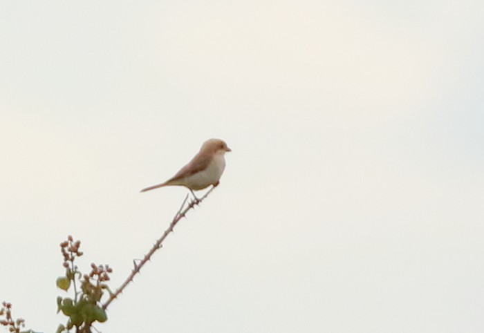 Woodchat Shrike