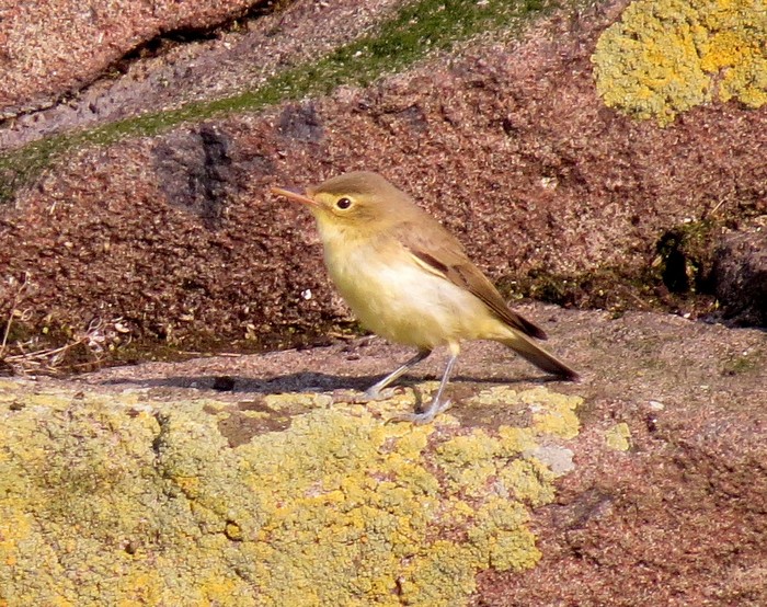 Icterine Warbler