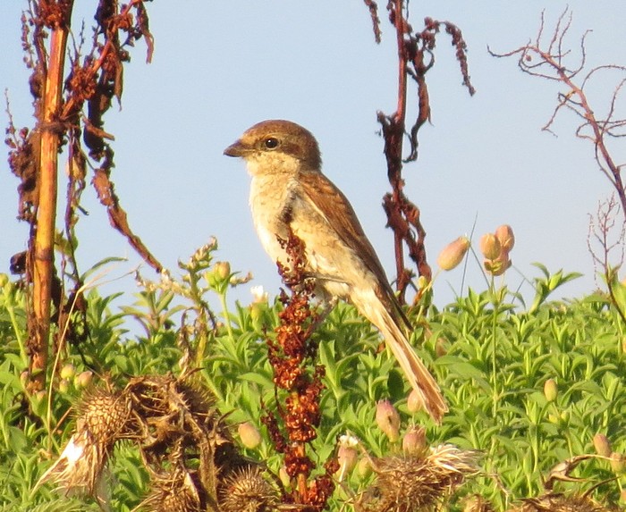 Red-backed Shrike