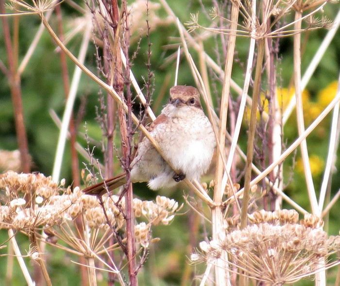 Red-backed Shrike