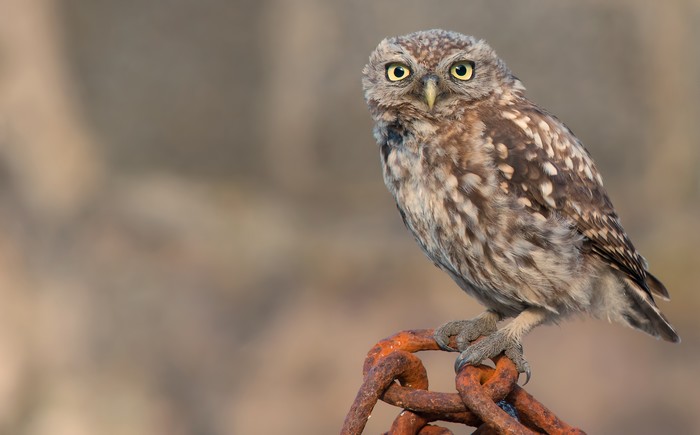 Little Owl