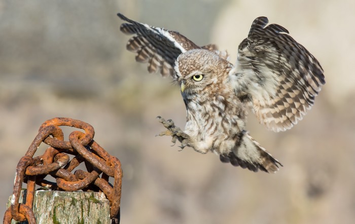 Little Owl