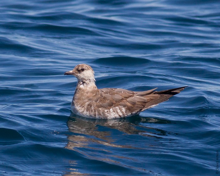 Long-tailed Skua
