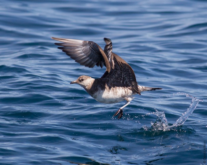 Long-tailed Skua