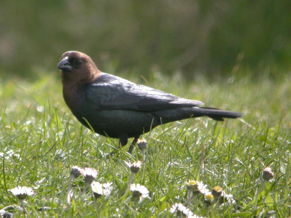 Brown-headed Cowbird