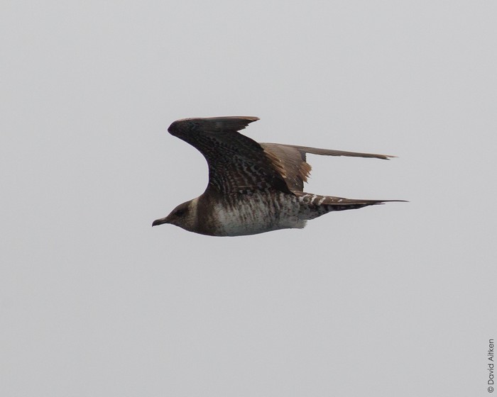 Long-tailed Skua