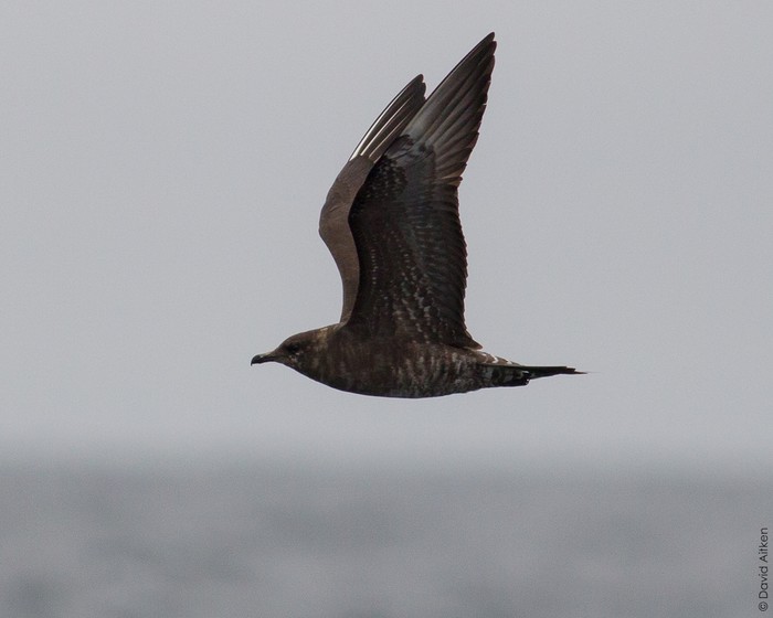 Long-tailed Skua
