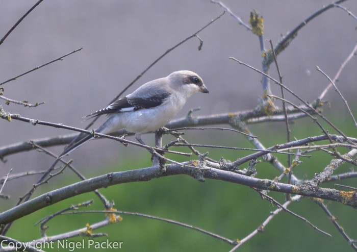 Lesser Grey Shrike