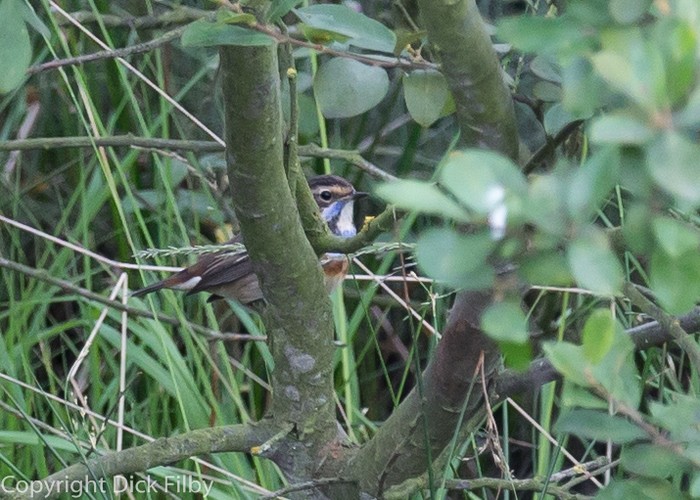 Bluethroat