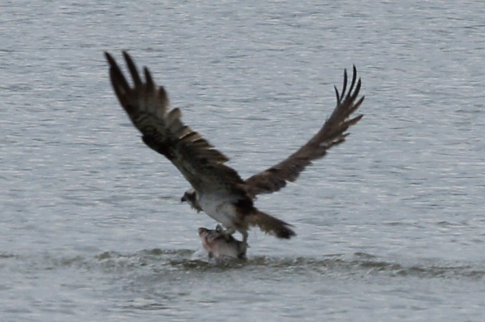Osprey 