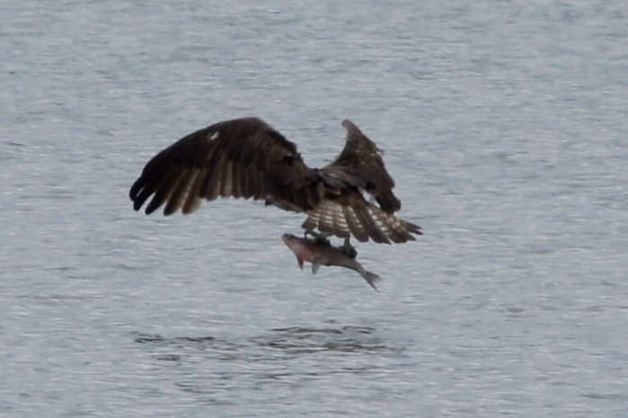 Osprey 