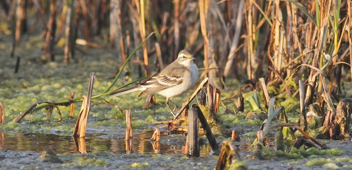 Citrine Wagtail