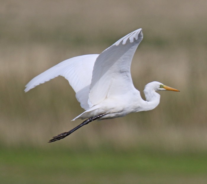 Great White Egret