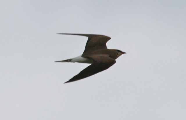 Black-winged Pratincole