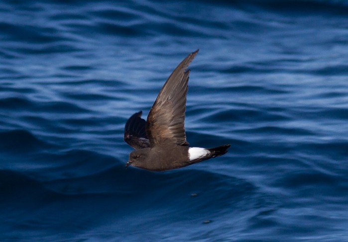 Wilson's Petrel