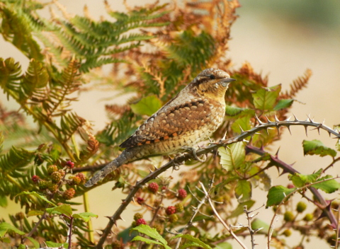 Wryneck