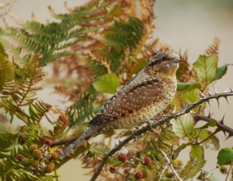 Wryneck