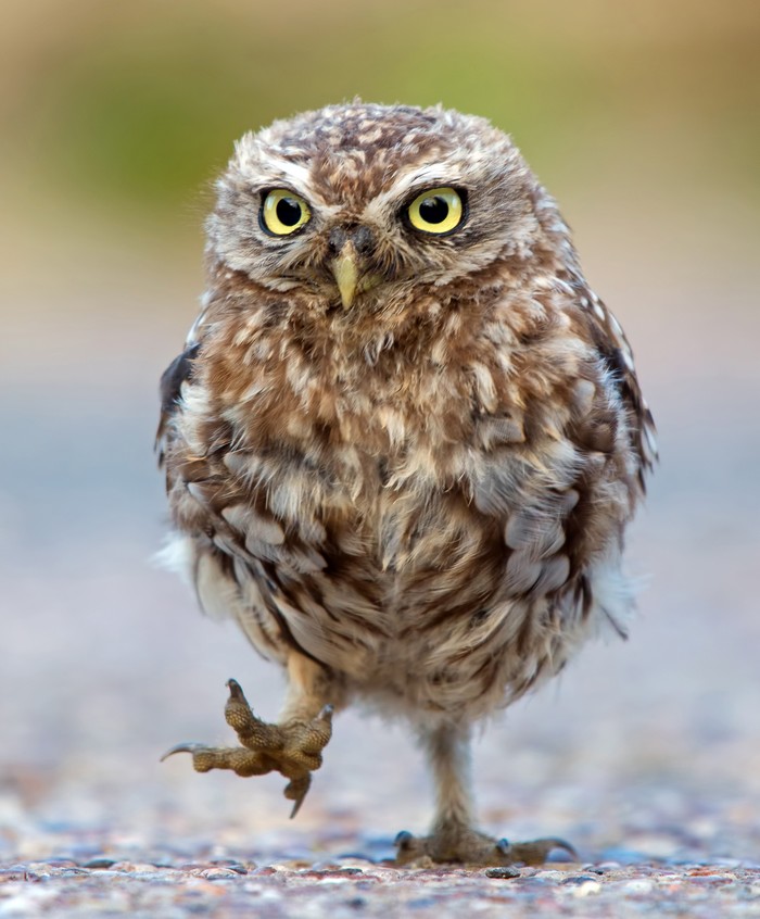 Little Owl