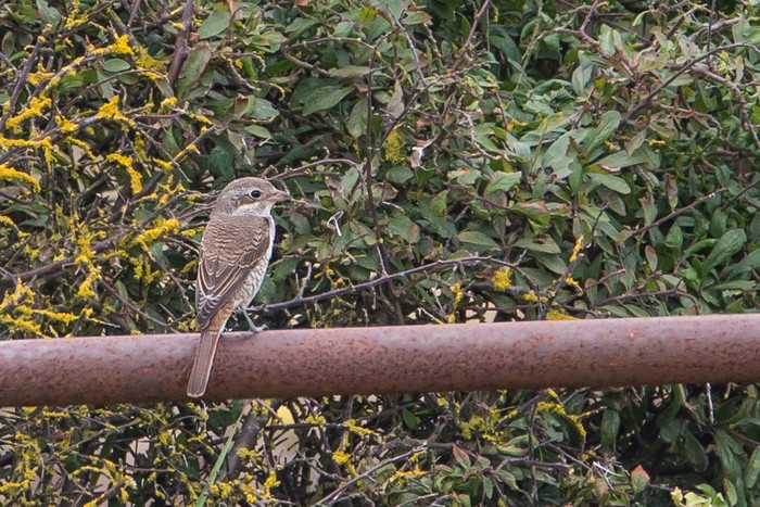 Red-backed Shrike