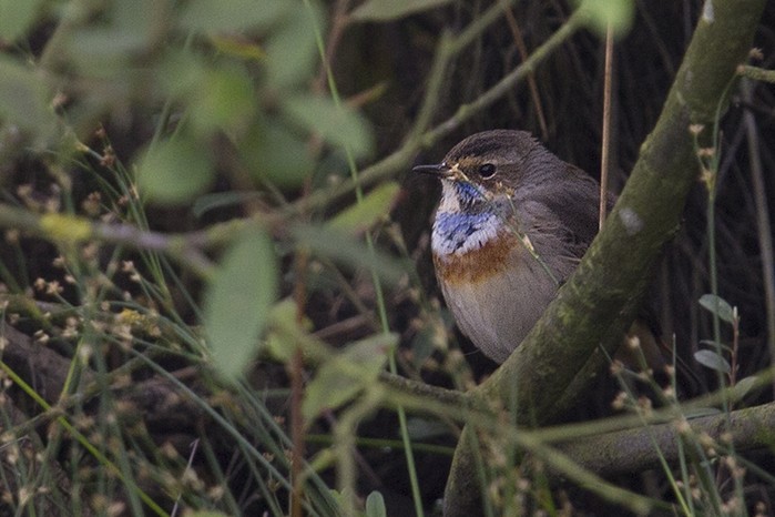 Bluethroat