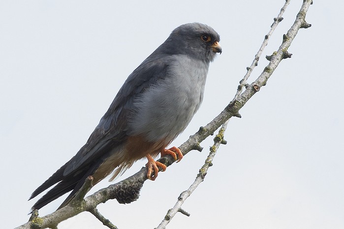 Red-footed Falcon