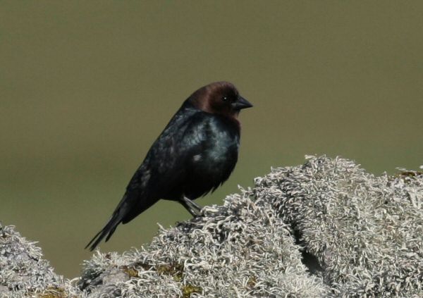 Brown-headed Cowbird