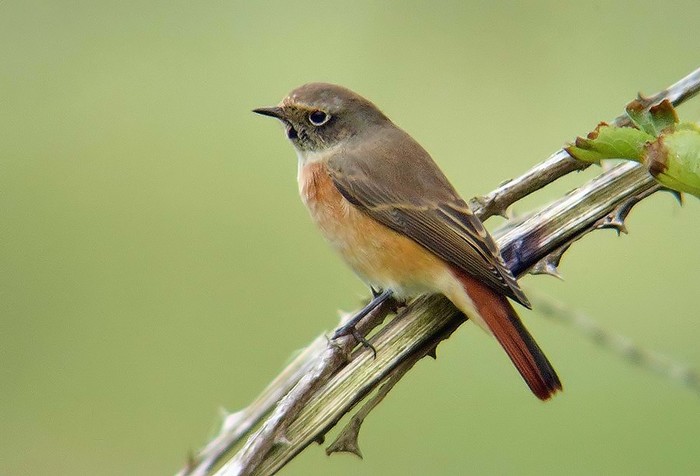 Redstart