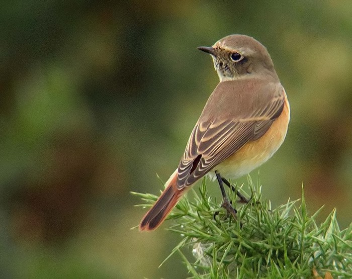 Redstart