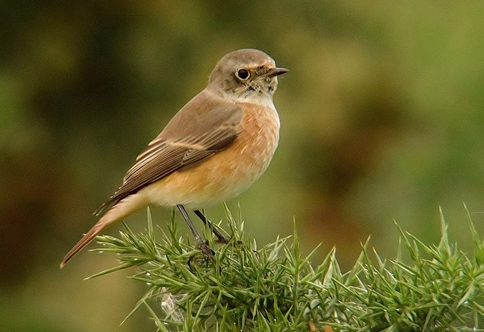 Redstart