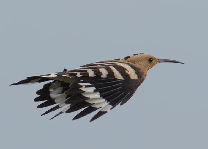 Hoopoe