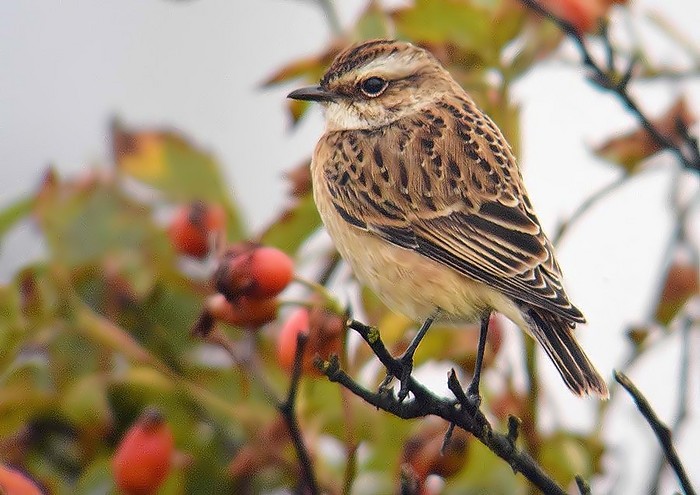 Whinchat