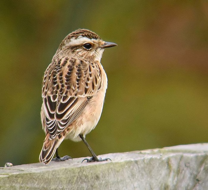 Whinchat