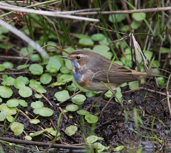 Bluethroat