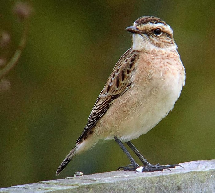 Whinchat