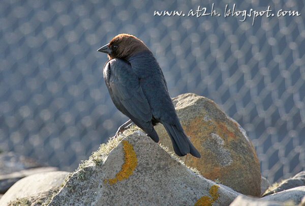 Brown-headed Cowbird