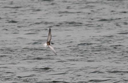 White-winged Black Tern