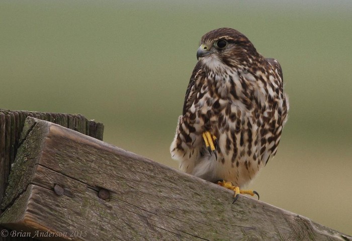 Merlin