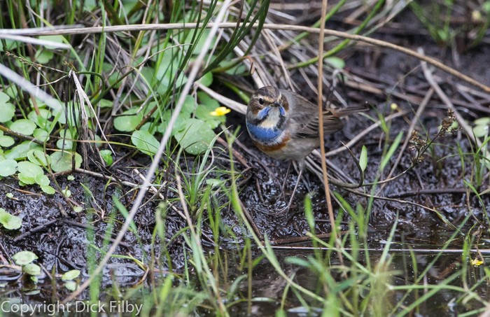 Bluethroat